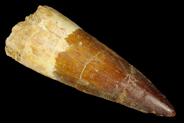 Spinosaurus Tooth - Real Dinosaur Tooth #182749